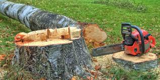 Best Tree Trimming and Pruning  in Edinboro, PA