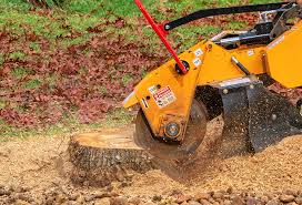 Professional Tree Care in Edinboro, PA