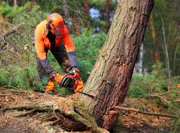 Best Utility Line Clearance  in Edinboro, PA