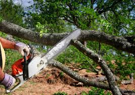 Best Hazardous Tree Removal  in Edinboro, PA