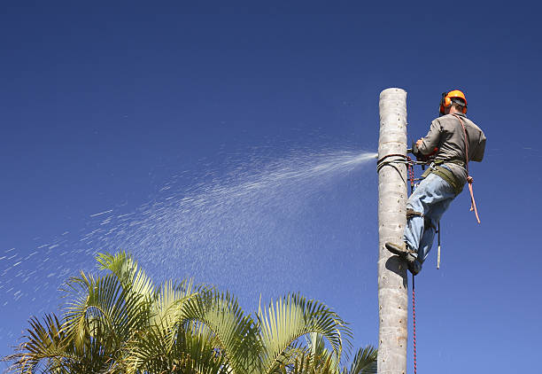 Best Tree Disease Treatment  in Edinboro, PA