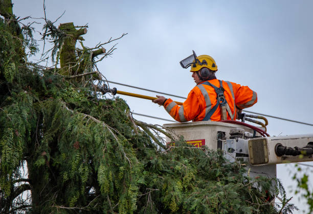 Best Tree Preservation Services  in Edinboro, PA