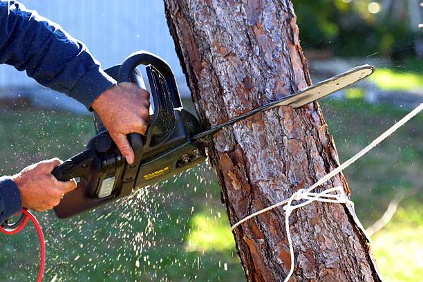 Best Aeration Services  in Edinboro, PA