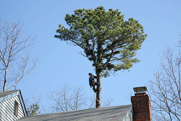How Our Tree Care Process Works  in  Edinboro, PA