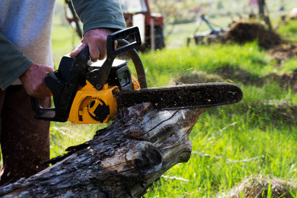 Best Tree Removal  in Edinboro, PA