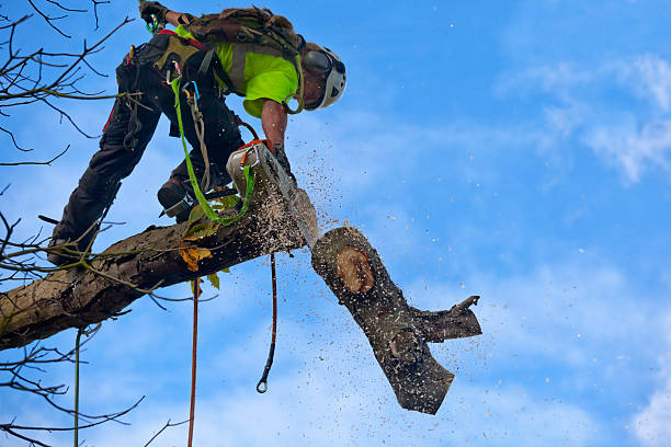 Best Arborist Consultation Services  in Edinboro, PA