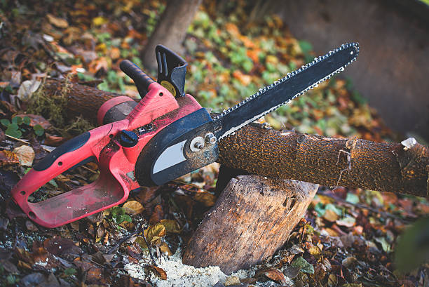 Best Storm Damage Tree Cleanup  in Edinboro, PA