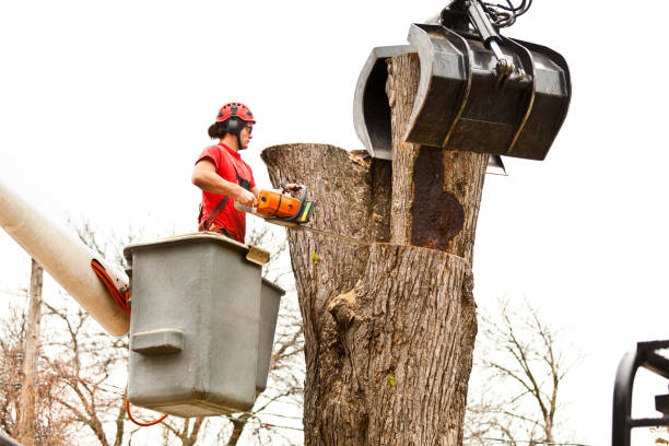 Best Palm Tree Trimming  in Edinboro, PA