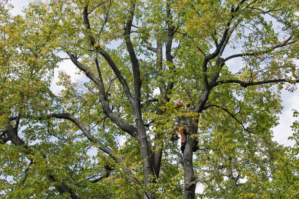 Best Fruit Tree Pruning  in Edinboro, PA